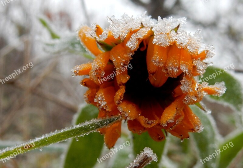 Flower Marigold Orange Blossom Bloom