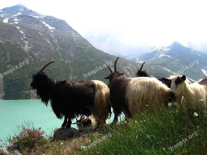 Mountains Goats View Mountain Lake Free Photos