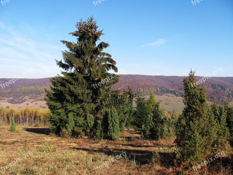 Forest Landscape Tree Nature Autumn