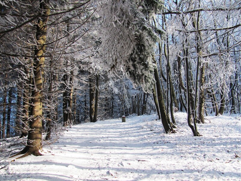 Winter Forest Snow Landscape Tree