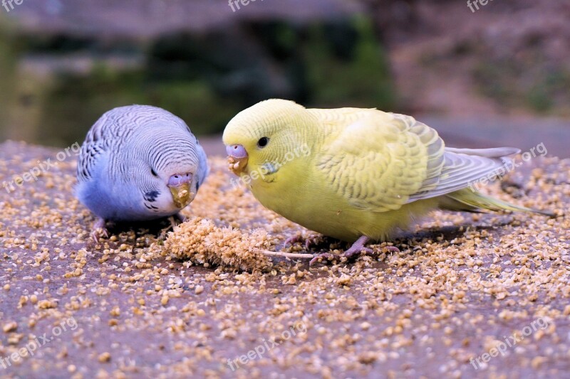 Budgie Bird Animal Bill Food