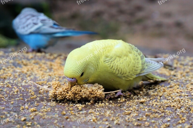 Budgie Bird Animal Bill Food