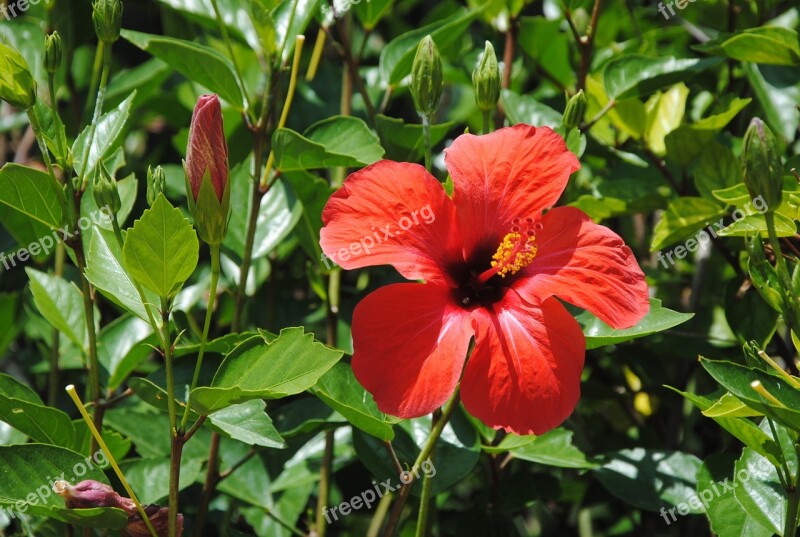 Red Hibiscus Exotic Flower Botany Free Photos