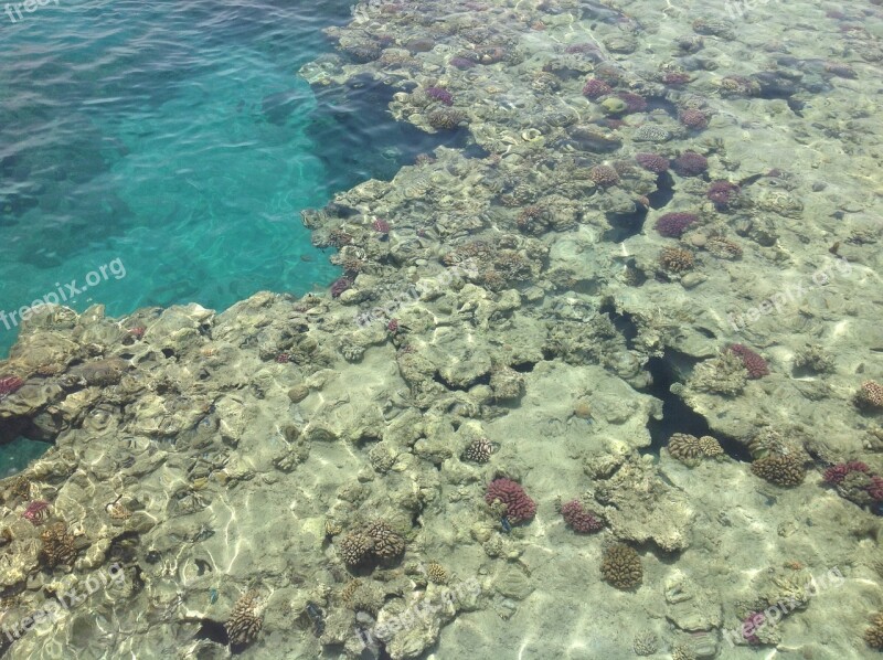 Sea Barrier Reef Corals Free Photos