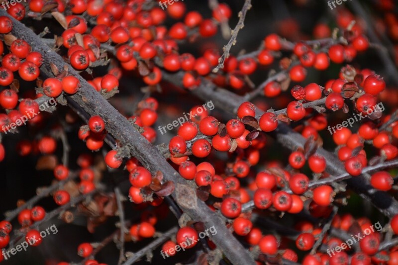 Autumn Crop Autumn Berries And Crop Red Berries Nature