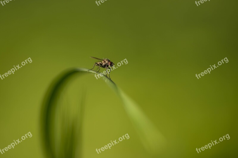 Sight Fly Nature Insects Macro