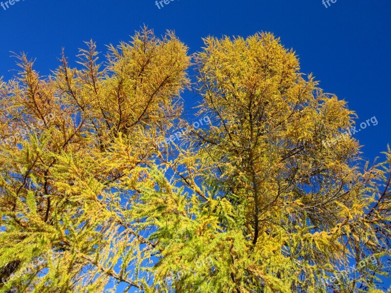 Larch Trees Fall Color Conifer Autumn