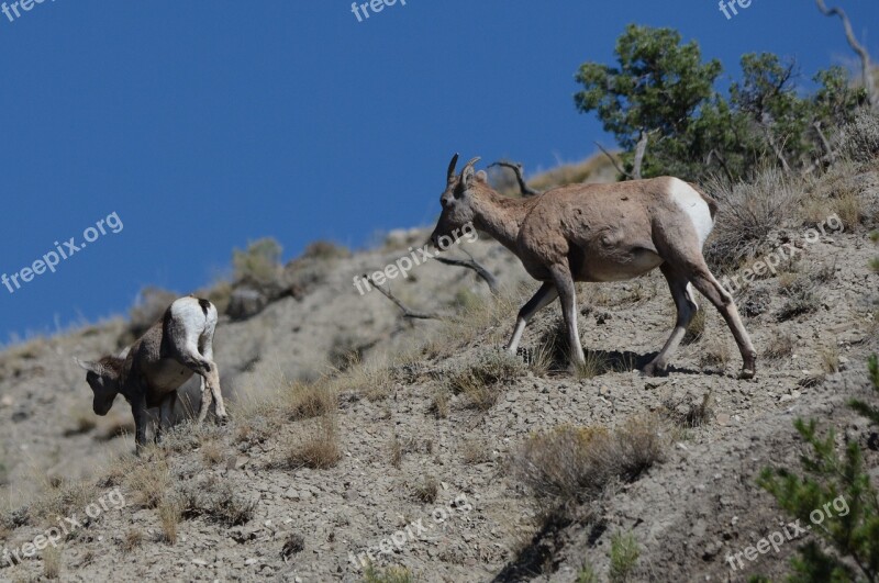 Goat Mountain Goat Animal Nature Wildlife