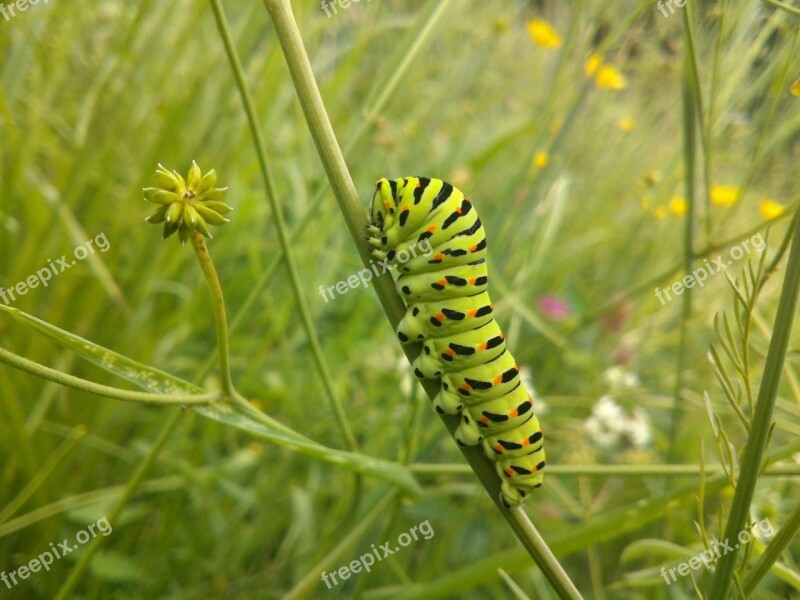 Caterpillar Green Grass Nature Forest