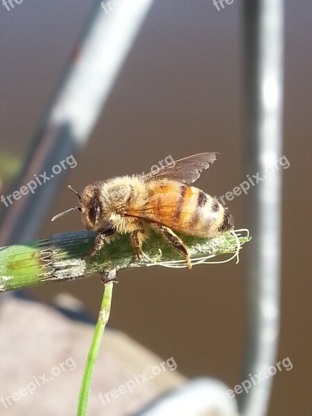 Bug Insect Fly Inflorescence Leaf