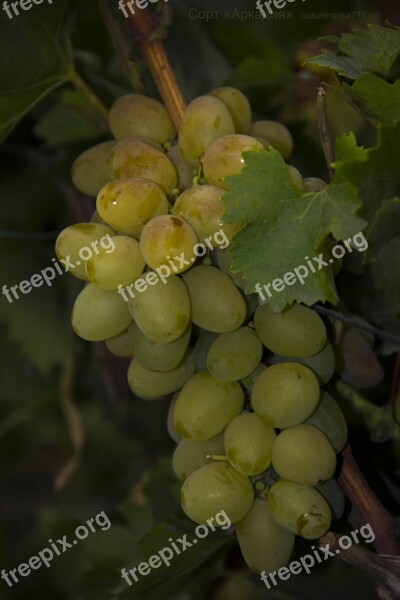 Grapes Arcadia Grade White Table