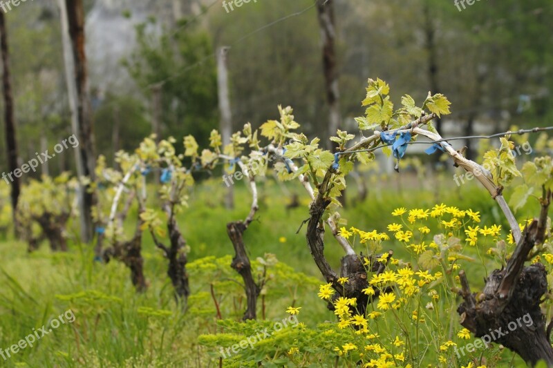 Vineyard Spring Nature Vine Landscape