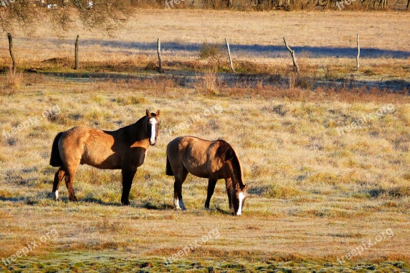 Horses Field Paddock Animals Landscape