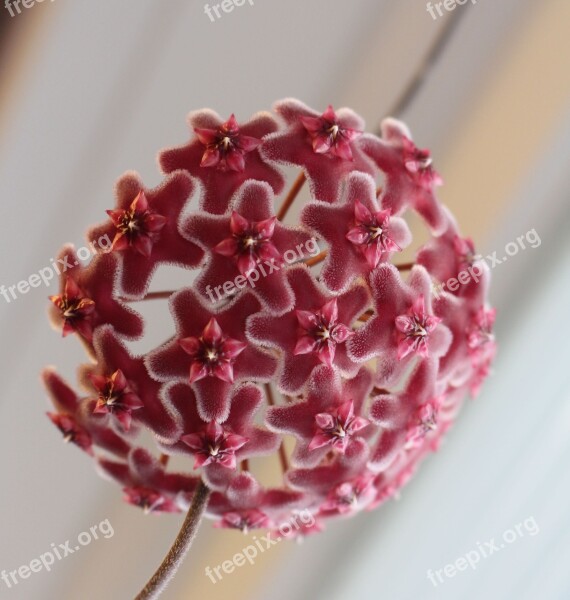 Hoya Porcelain Flower Light Pubicalyx Flower