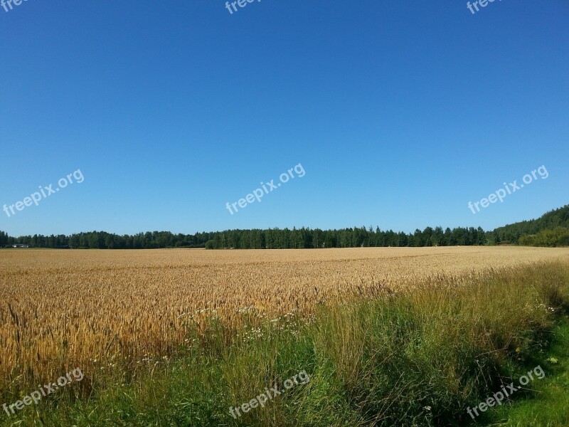 Field Grain Cornfield Agriculture Countryside