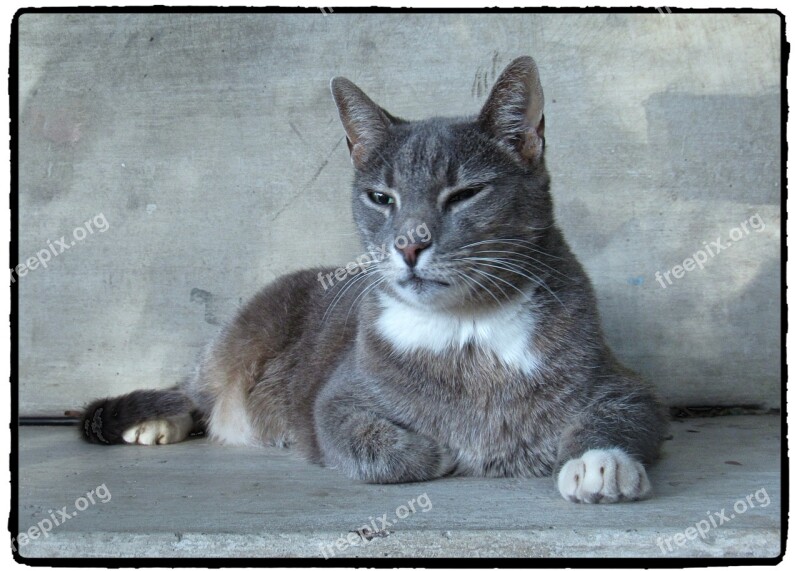 Cat Black And White Monochrome Grey Stone