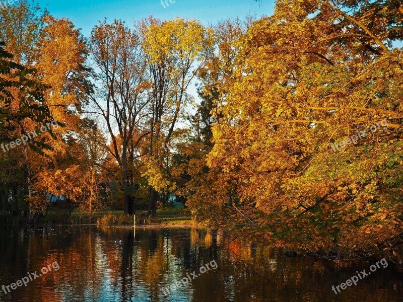 Autumn Leaves Golden Autumn Fall Foliage Golden