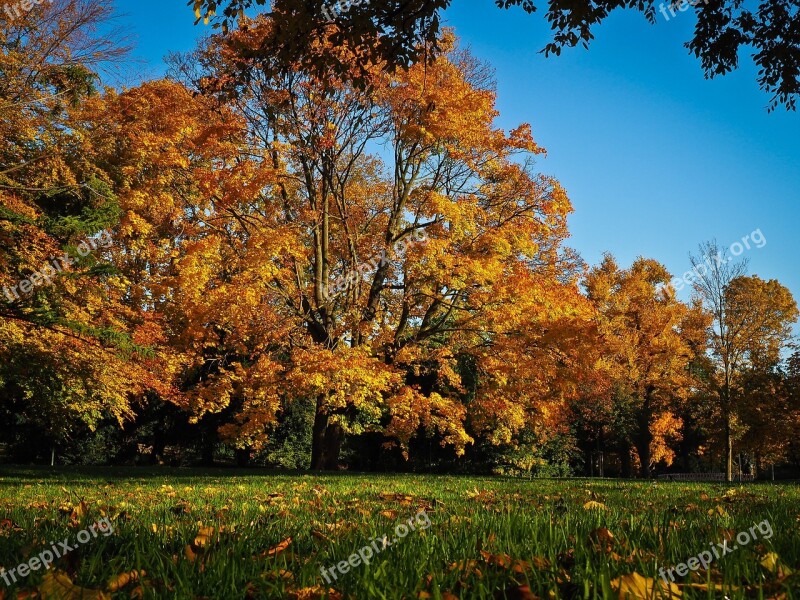 Autumn Leaves Golden Autumn Fall Foliage Golden