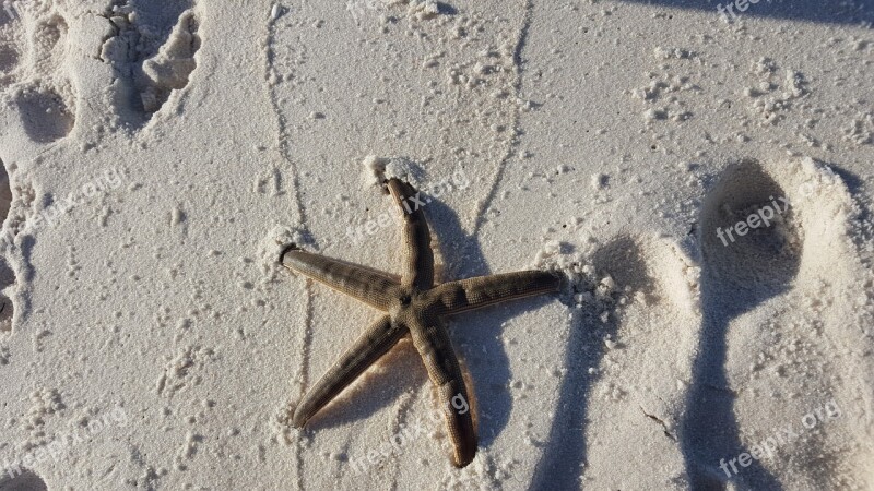 Starfish Ocean Sea Water Summer