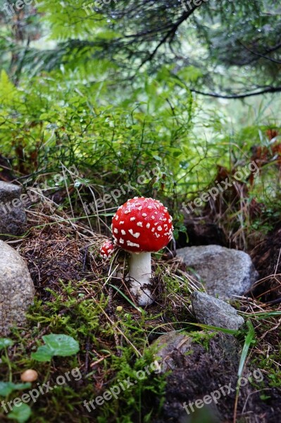 Mushroom Forest Amanita Mushrooms Nature