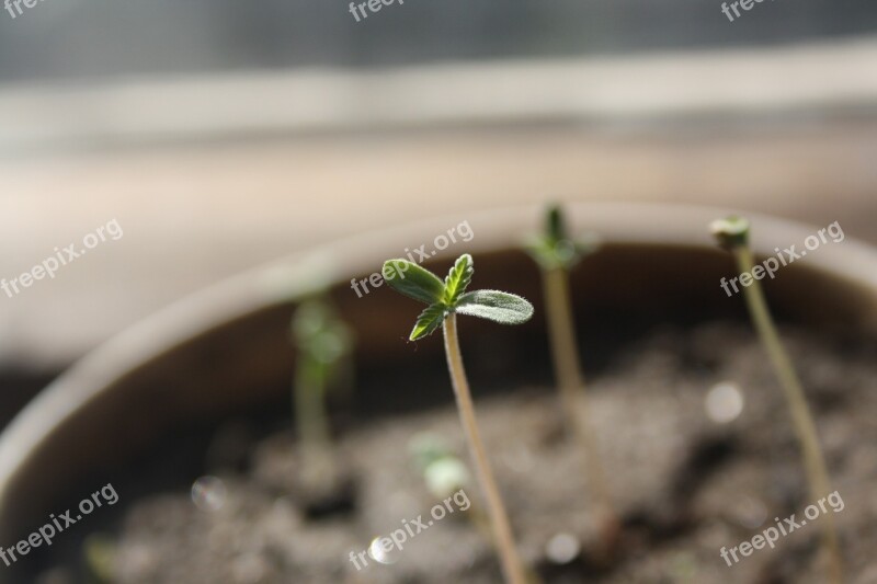 Seedling Cannabis Marijuana Plant Grow