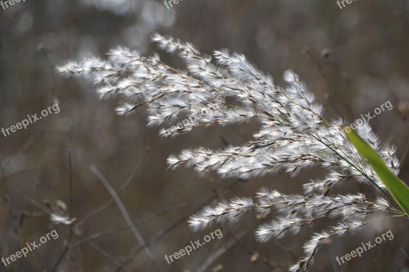 Reed Nature Wind Autumn Scenery