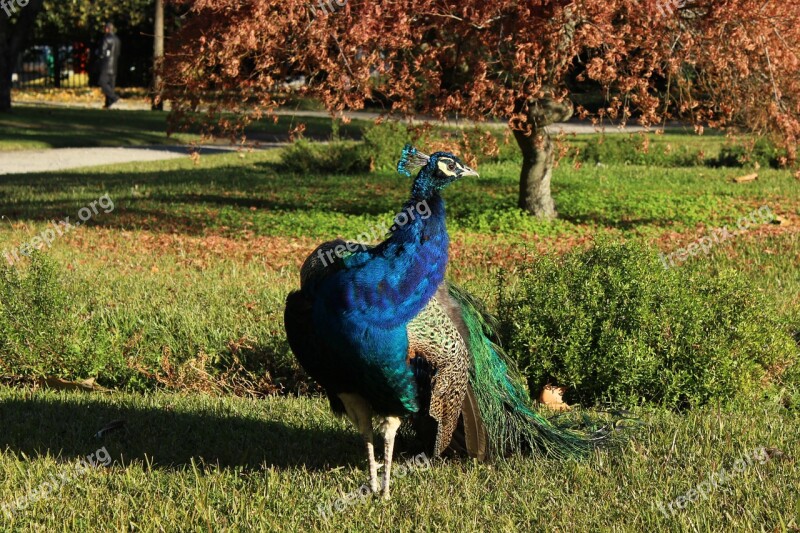 Nature Animal Peacock Bird Feather