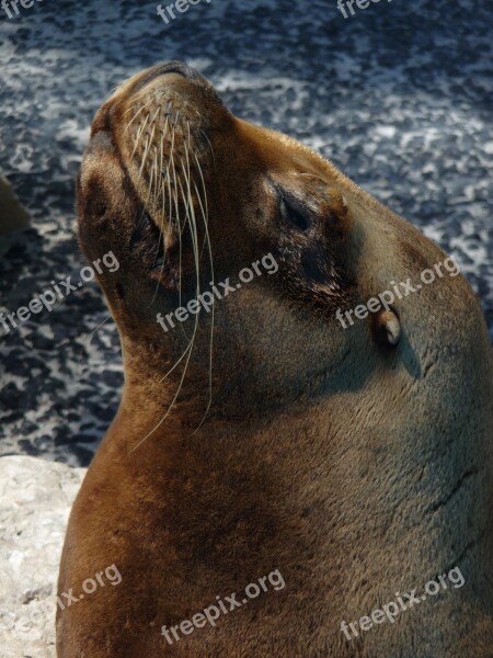 Animal Sealion Sea Wildlife Ocean