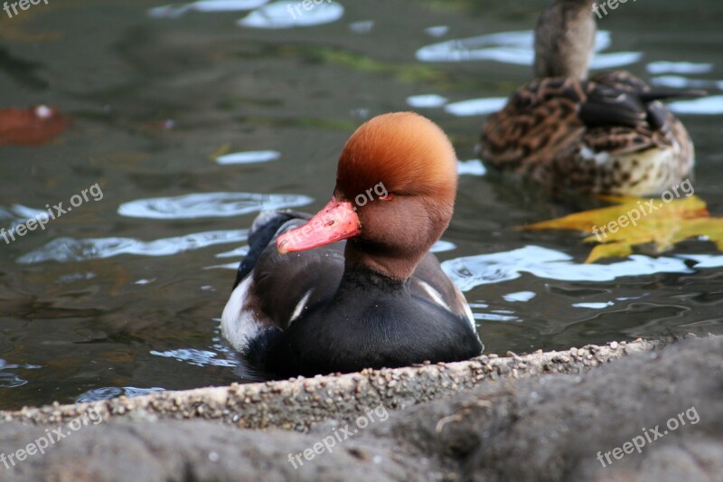 Animal Fauna Bird Duck Cristate