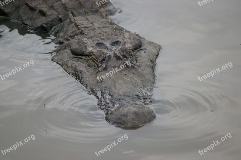 Florida Alligator Risk Everglades Reptile