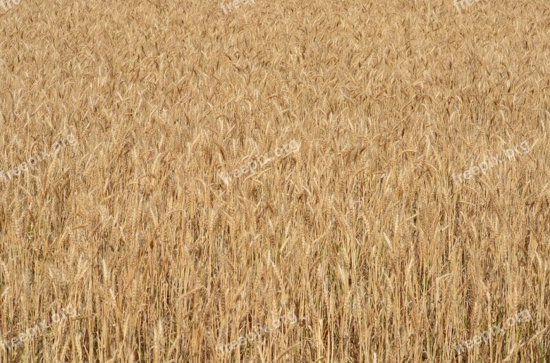 Harvest Field Agriculture Nature Farm