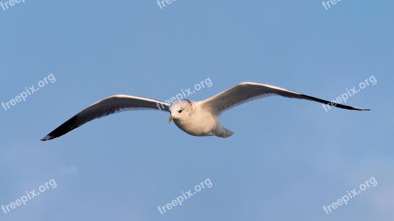 Seagull Close Up Seevogel Flying Glide