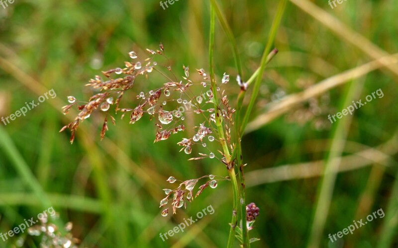 Quaking Grass Dew Dewdrop Grass Drop Of Water