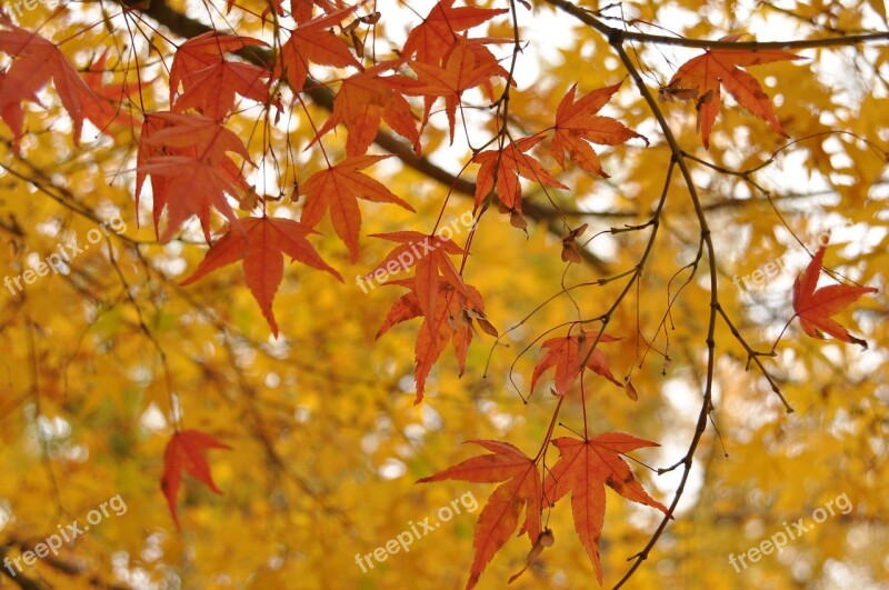 Landscape Plan Maple Leaf Autumn Leaf Forest