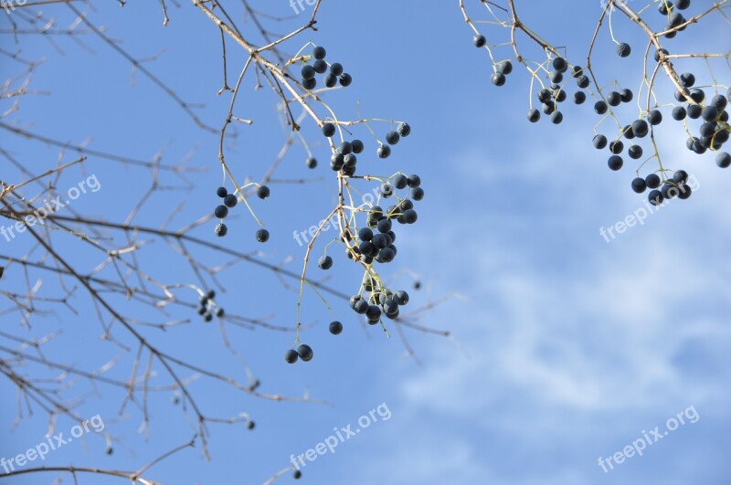 Landscape Plan Autumn Dead Tree Blue Berry