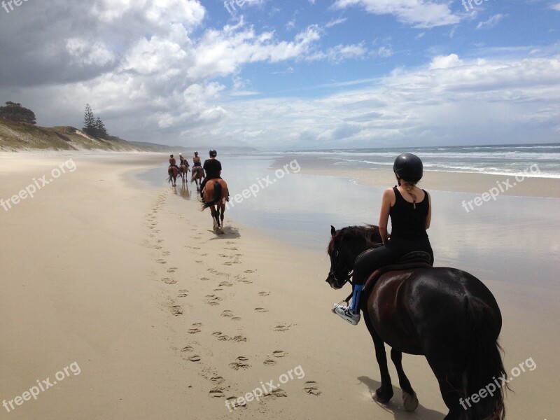 Beach Horse New Zealand Ocean Sea