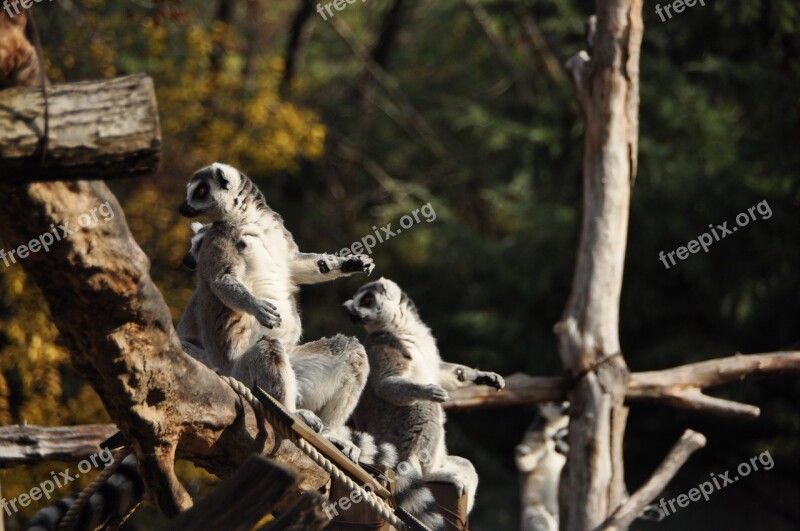 Zoo Lemur Autumn Free Photos