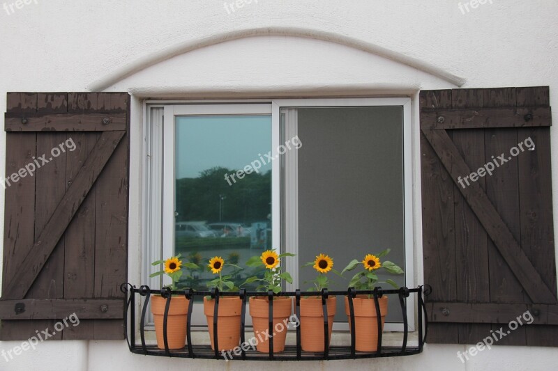 Flowers Window Sunflower Potted Plant Free Photos