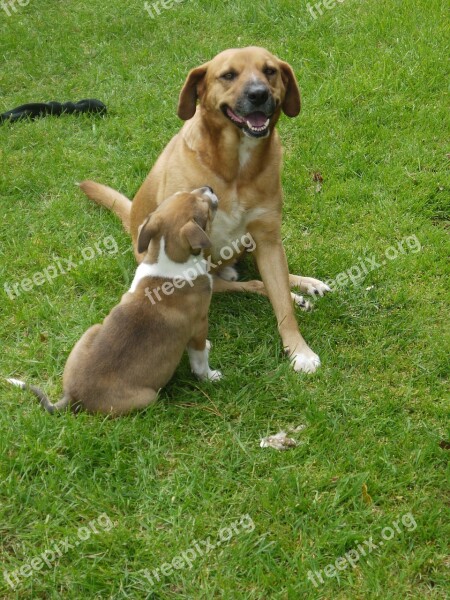 Dogs Friends Cute Playing Pet