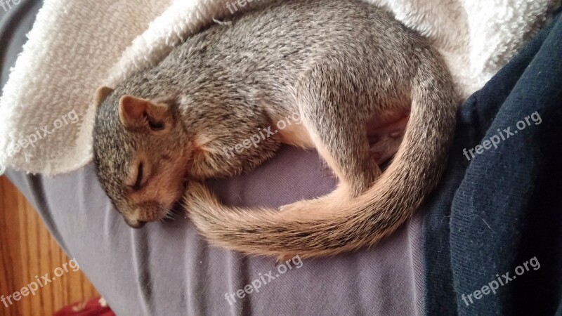 Sleeping Squirrel Squirrel Wildlife Animal Cute