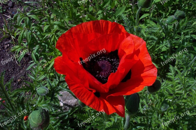 Poppy Red Blossom Bloom Klatschmohn