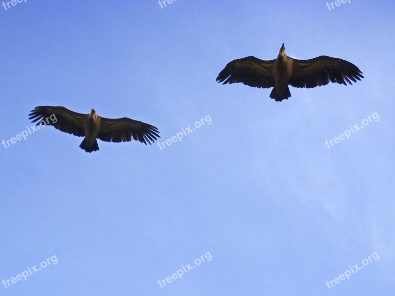 Vultures Sky Flight Birds Free Photos