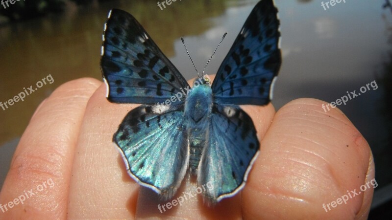 Butterfly Blue Finger Nature Wings