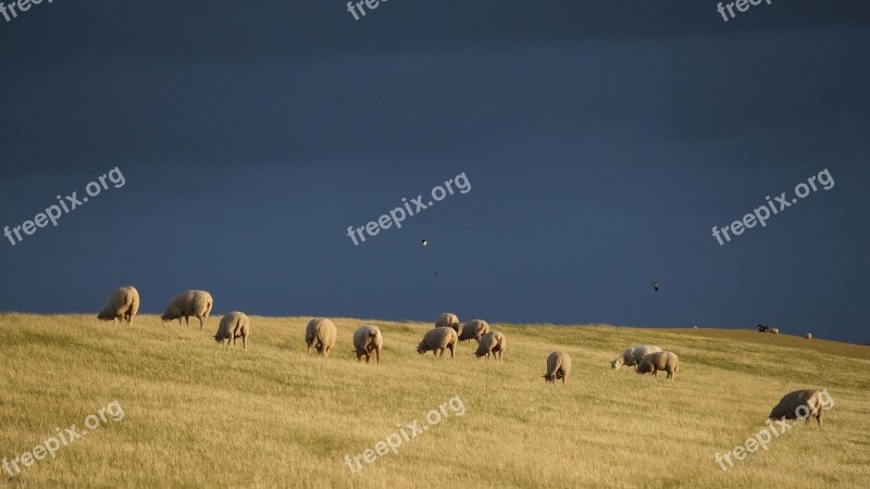 Thunderstorm Dike Sheep Sheep Dike North Sea