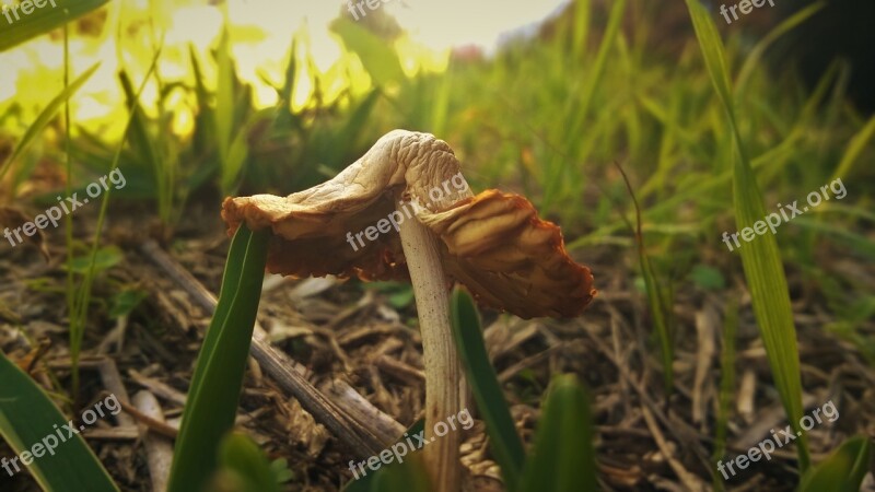 Mushroom Wild Nature Natural Fungus