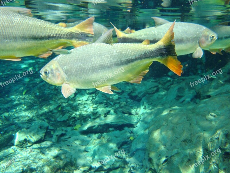 Fish Rio Mato Grosso Aquarium Free Photos