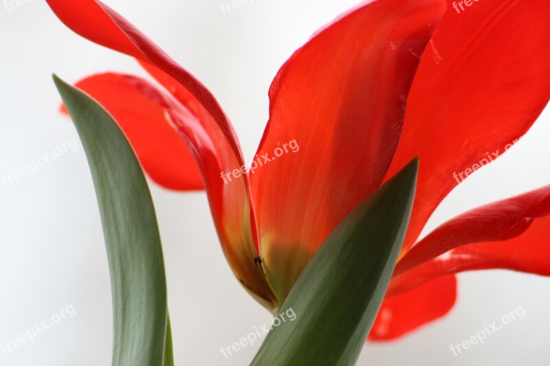 Tulip Red Foliage Petal Summer Flower