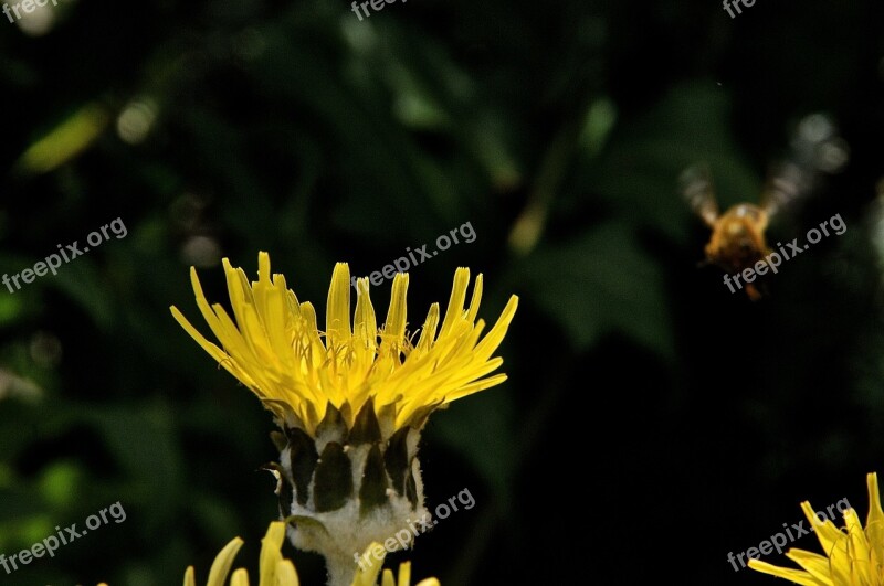 Yellow Flower Nature Spring Yellow Flower