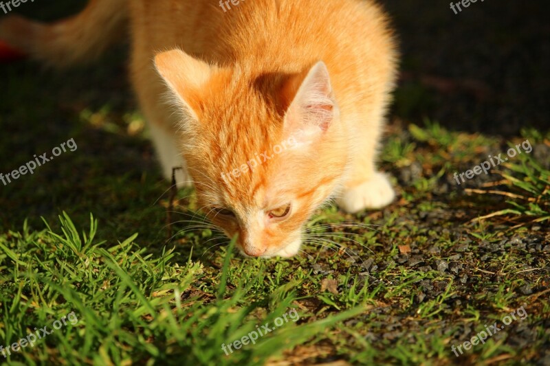 Cat Kitten Cat Baby Young Cats Mackerel