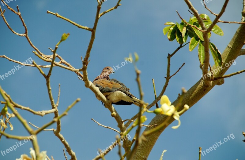 Egypt Tree Bird Pigeon The Exotic